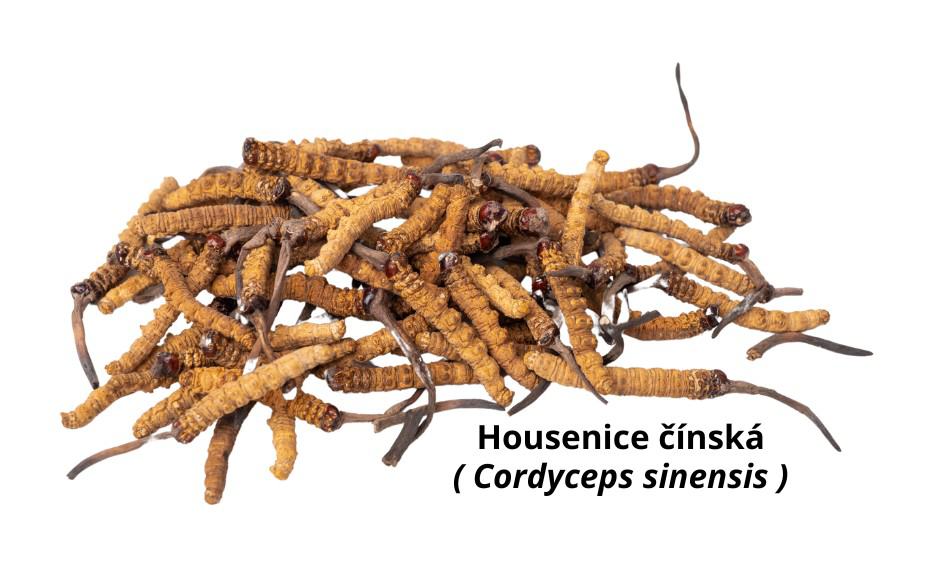 Housenice-cinska-cordyceps-cestouprirody.eu
